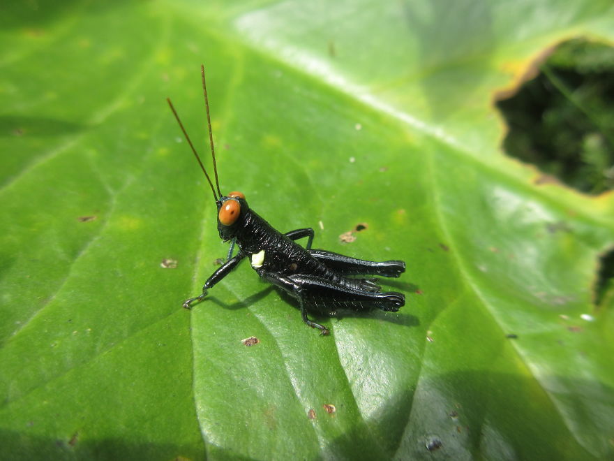Jet-Black Grasshopper With Bright Red Eyes!