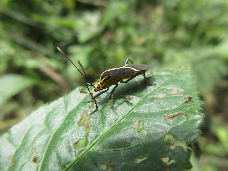 Beautiful Yellow Bug With Spotted Underbelly!