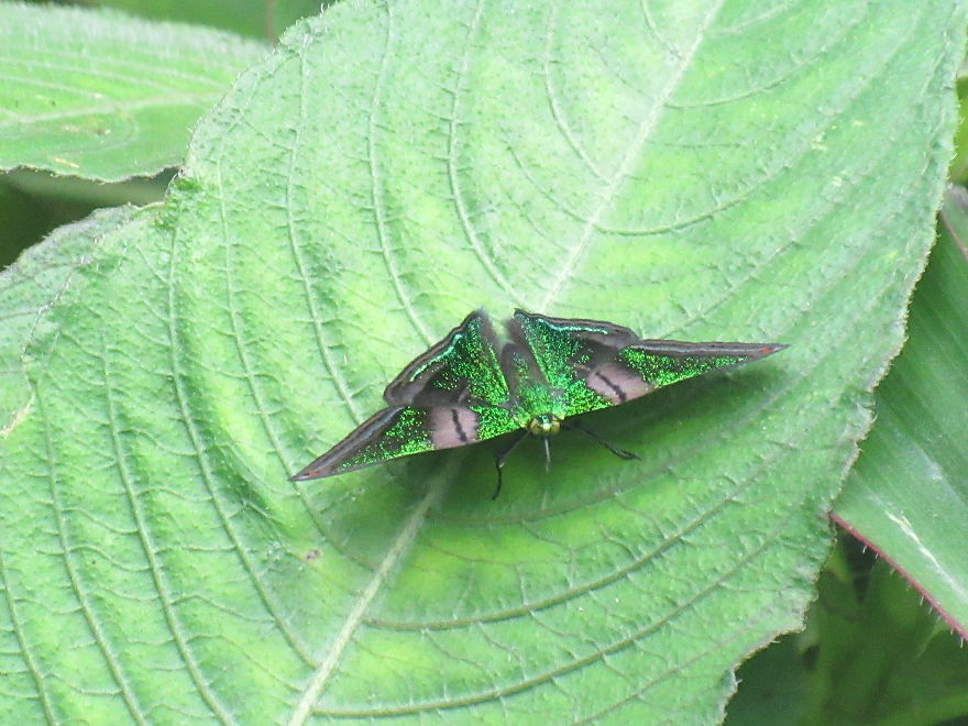 Beautiful Green Butterfly!