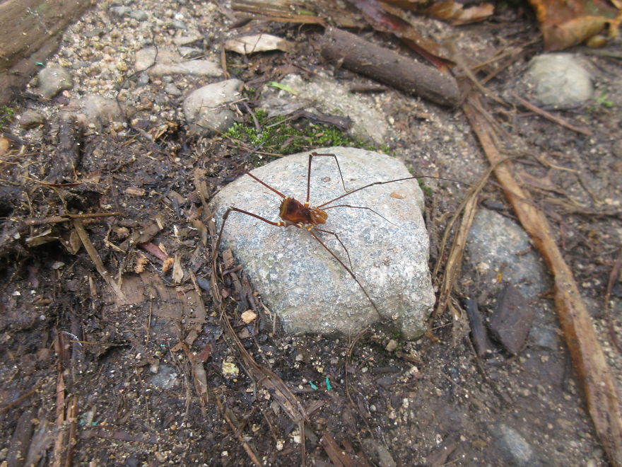 Crazy Tim Burton Looking Spider, With Legs Longer Than Your Fingers!