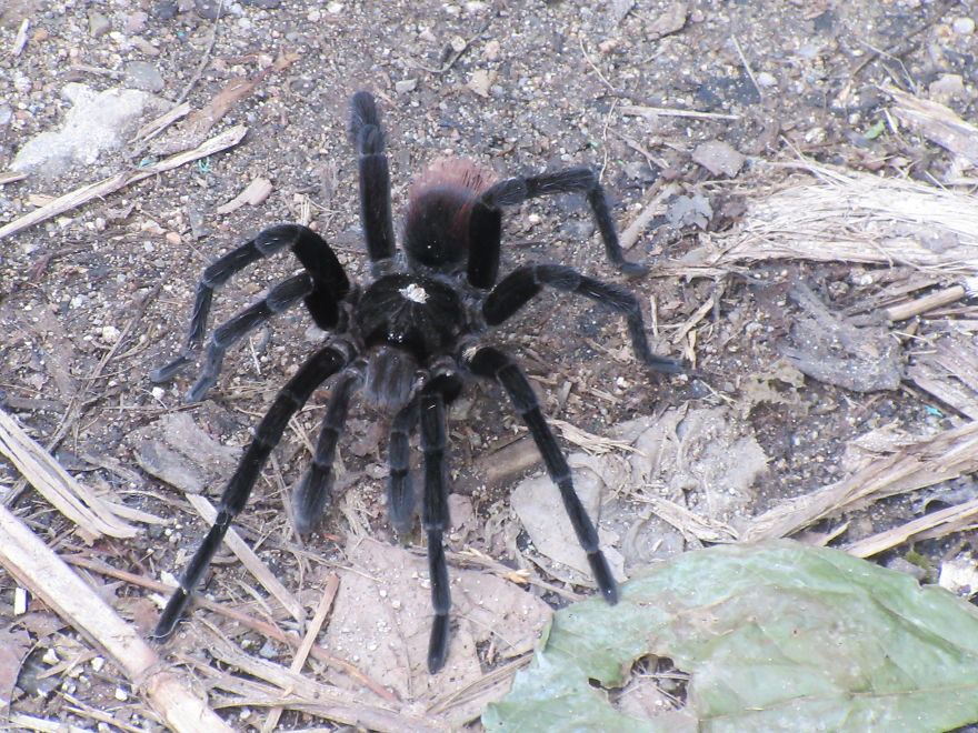 Tarantula Bigger Than Your Hand!