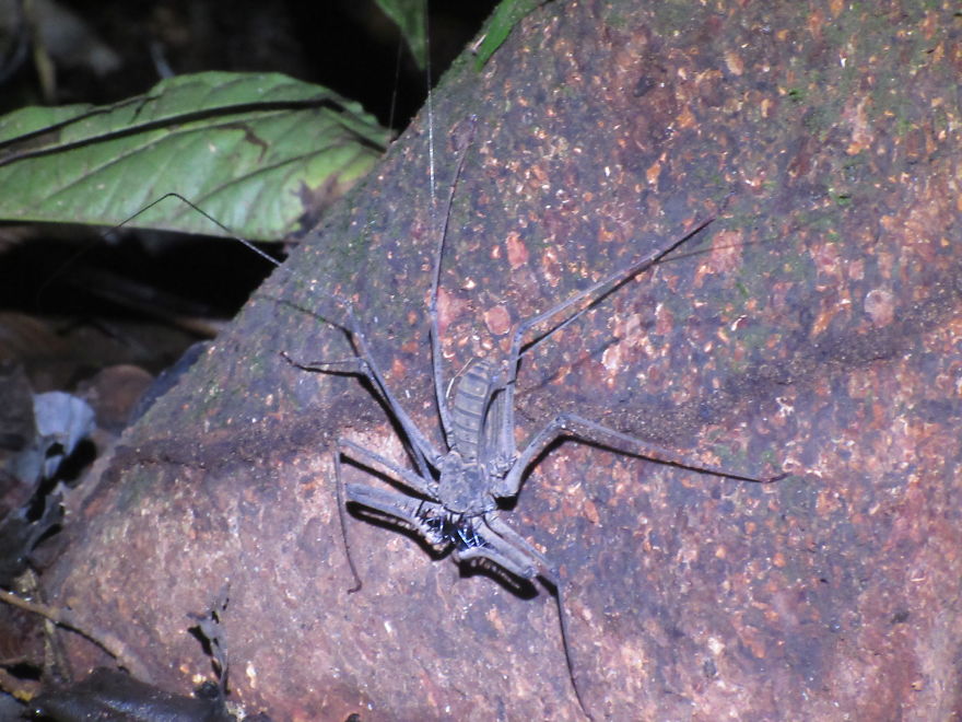 A Creature Straight Out Of Harry Potter!