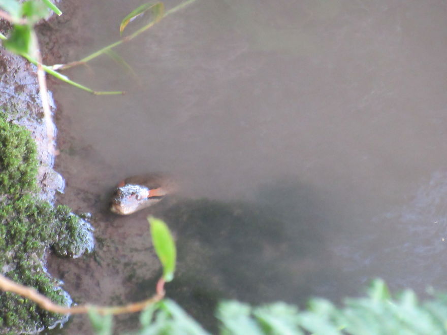 A Green Anaconda! With A Head As Big As Your Hand!