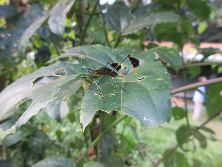 A Crazy Looking Green And Orange Bug!