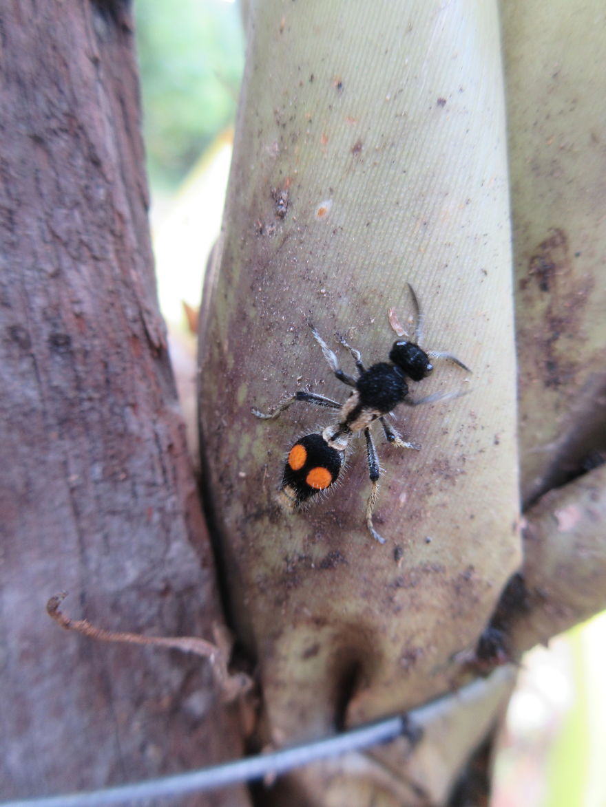 A Flightless Wasp! I Didn't Know That Was A Thing Before!