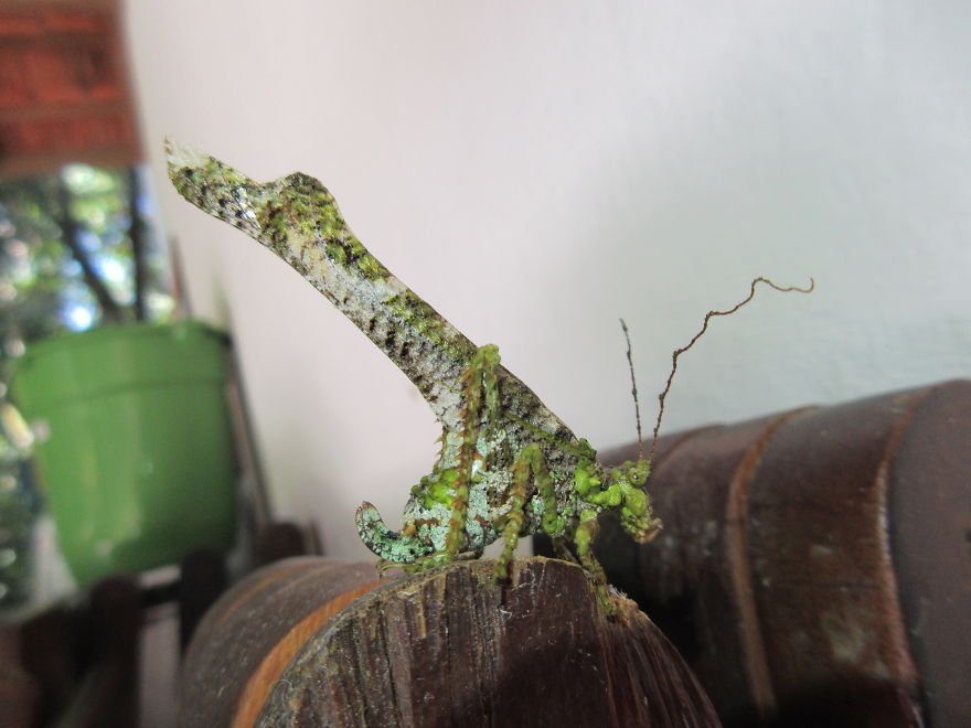 Grasshopper That Looks Like Tree Bark!