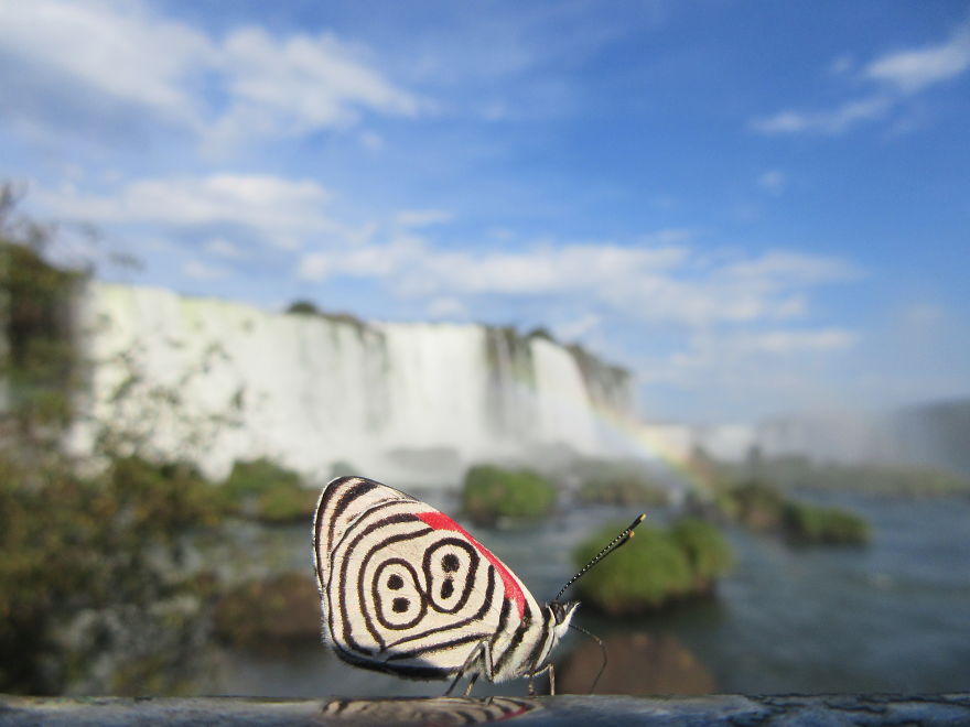 A Butterfly With The Number 89 On The Wings!