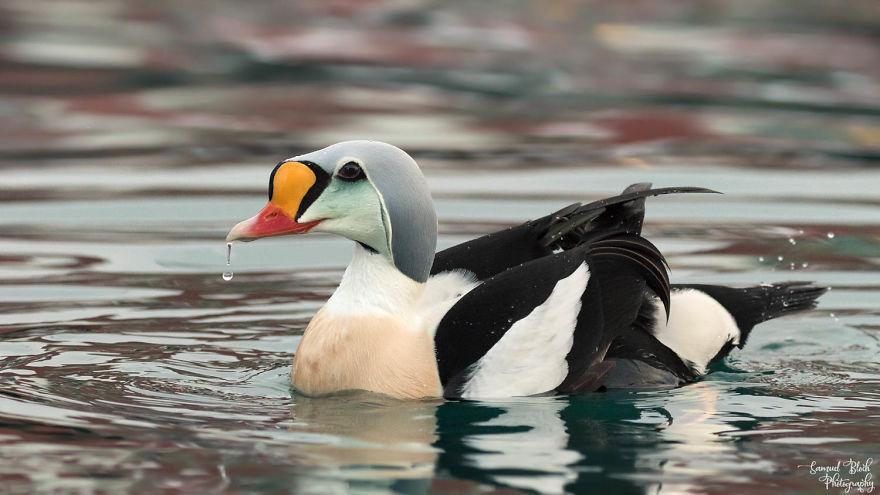 The Striking King Eider