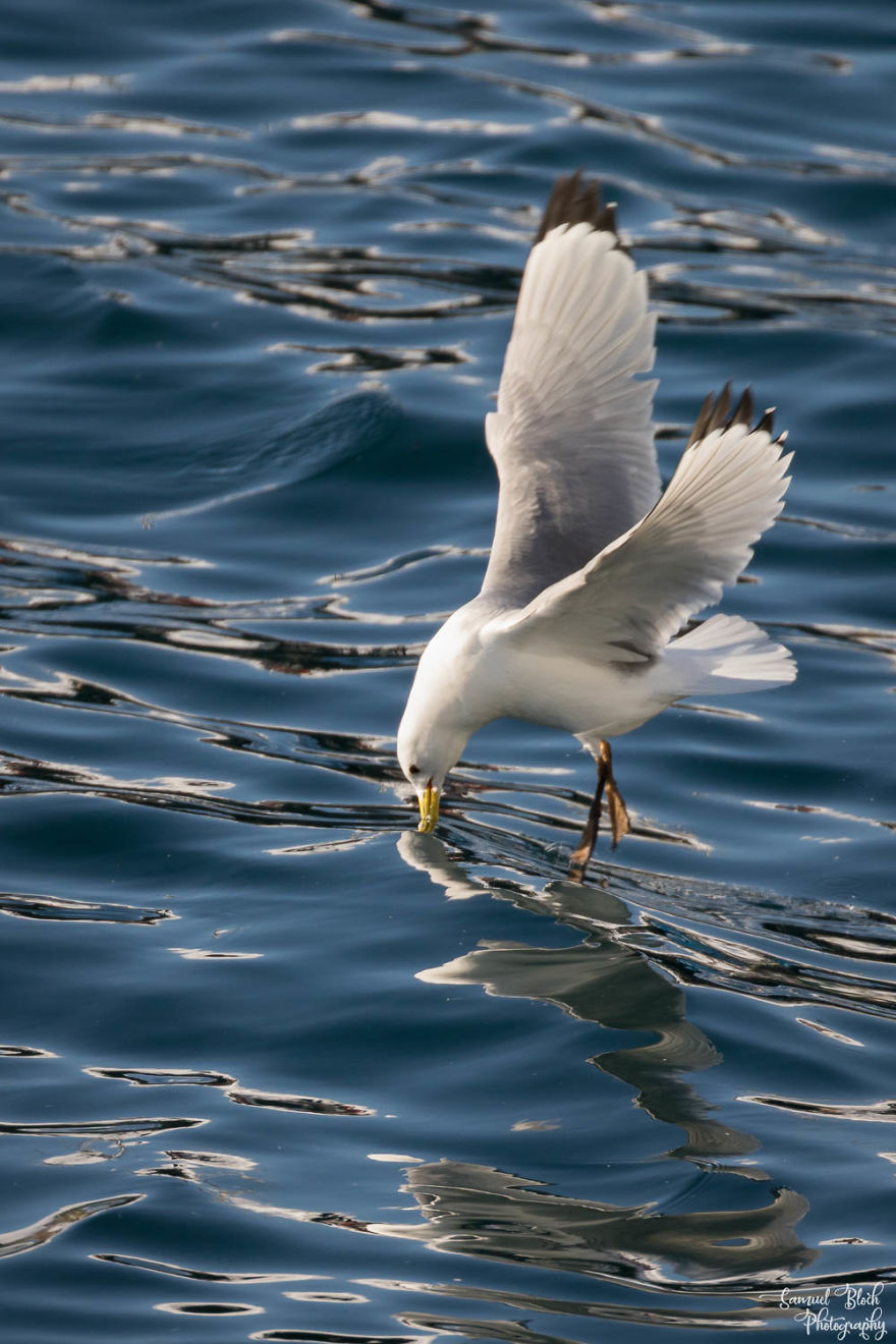A Kittiwake Grabs Something In Båtsfjord Harbour