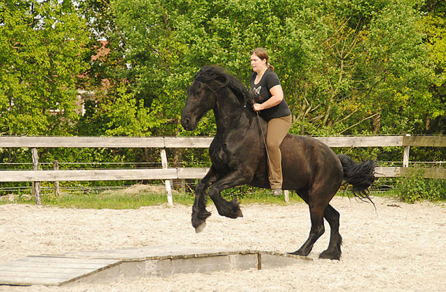The Love And Trust Between These Horses And Owner Is Amazing