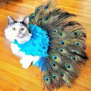 garciaismyfriend123 avatar