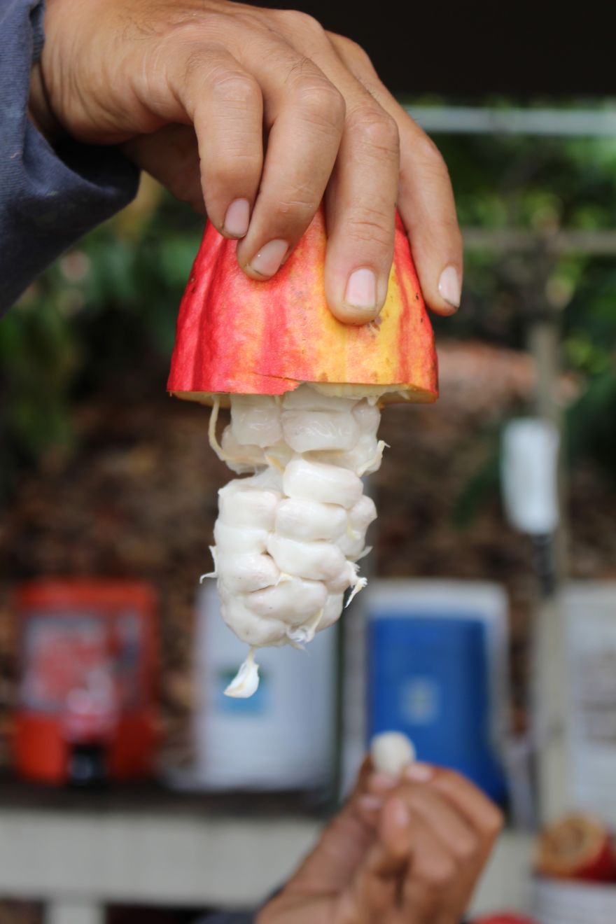 I'm A Chocolate Maker, And Here's How The Chocolate is Made From Bean To Bar I'm A Chocolate Maker, And Here's How The Chocolate is Made From Bean To Bar