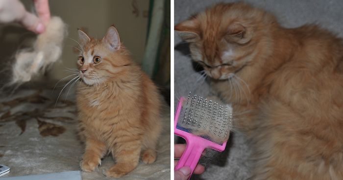 I Combed My Cat And Created A Smaller Version Of Him From His Fur