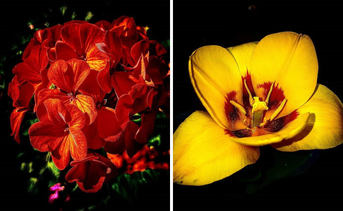 An Amateur Photographer From Kiev Creates Amazing Photos Of Plants Using A Smartphone
