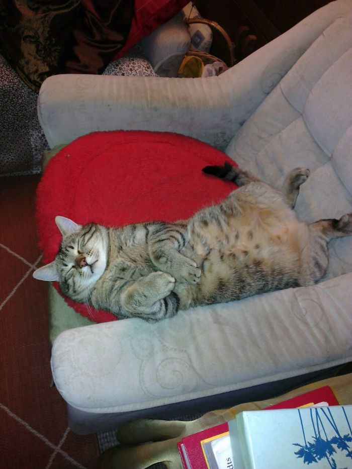 Daughter Hilariously Illustrates Her Dad&rsquo;s Ambivalent Relationship With Their Cat In 8 Honest Comics