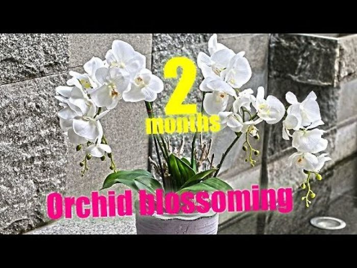 Orchid Blossoming In Time-Lapse Mode. 2 Months In 1 Minute Video. Amazing Nature In My Living Room