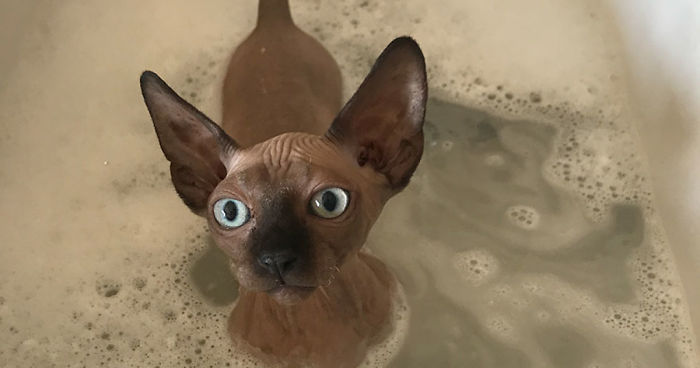 I Gave My New Kitten A Bath And He Was Not Amused