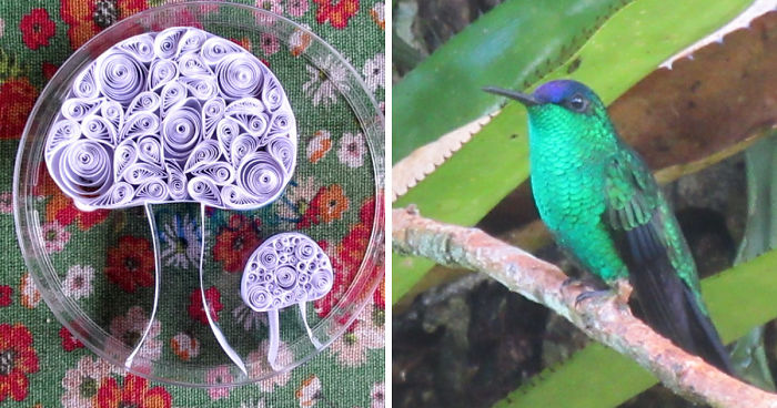 We Made Quilling Window Decorations To Prevent Bird Crashes