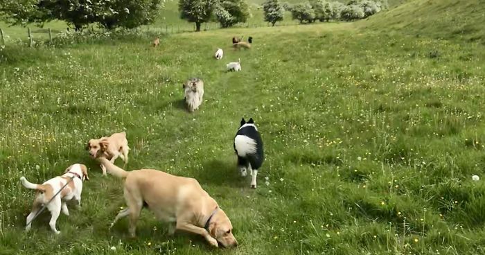 We Took Our Daycare Dogs On A School Trip
