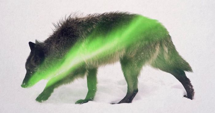 Animals In The Aurora