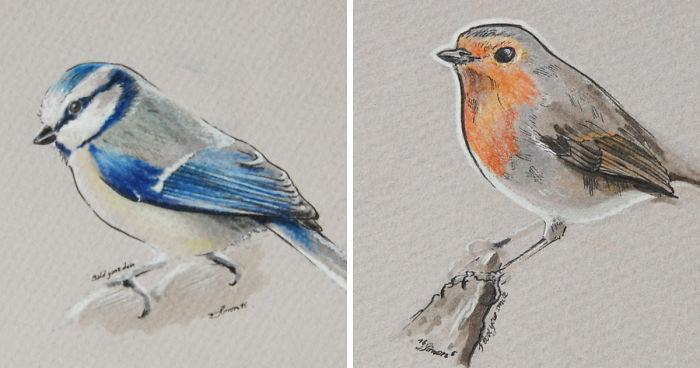 Incredibly Vivid Drawings Show Birds In All Their Beauty