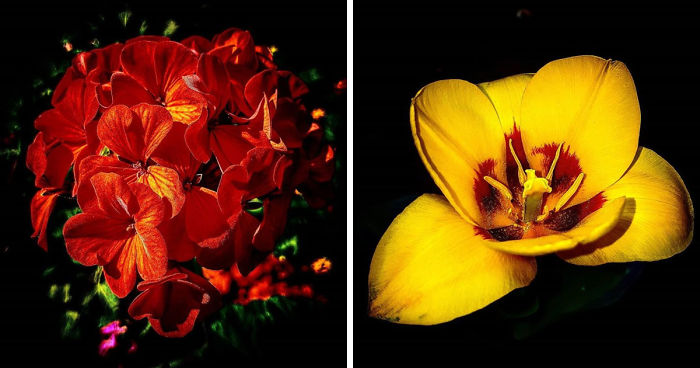 An Amateur Photographer From Kiev Creates Amazing Photos Of Plants Using A Smartphone