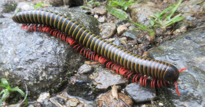 We Spent 5 Months In The Jungles Of South America, And Saw Some Crazy Things!