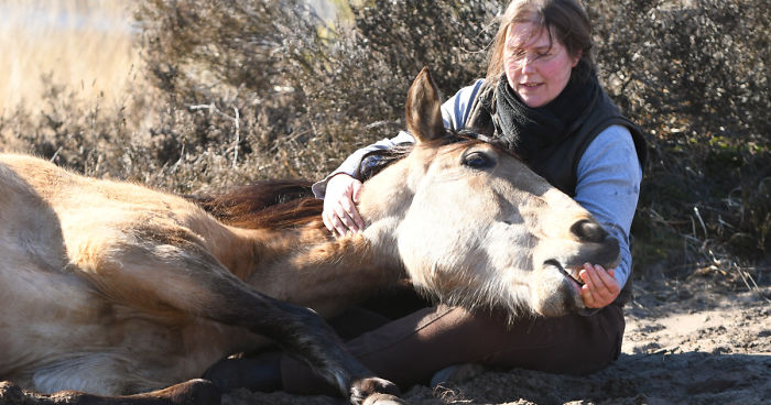 The Love And Trust Between These Horses And Owner Is Amazing