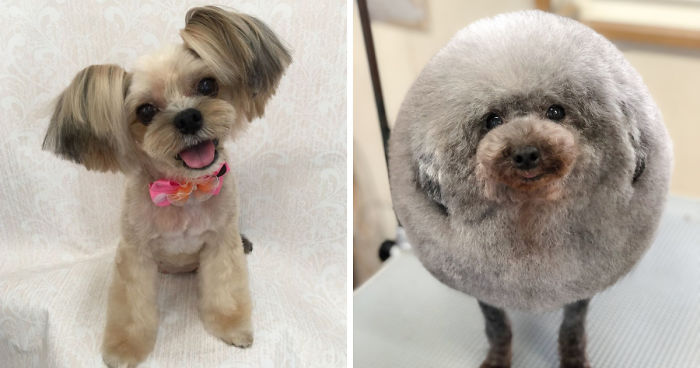 62 Dogs That Had The Makeovers Of Their Lives Done By Japanese Dog Groomer