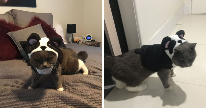 After This, My Moms Cat Went Seeking Out For Revenge