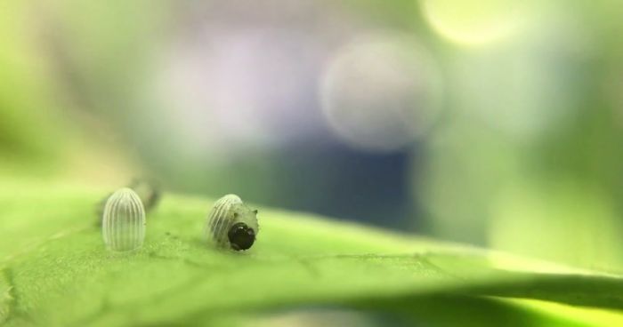 I Caught A Monarch Caterpillar Hatching From Its Egg