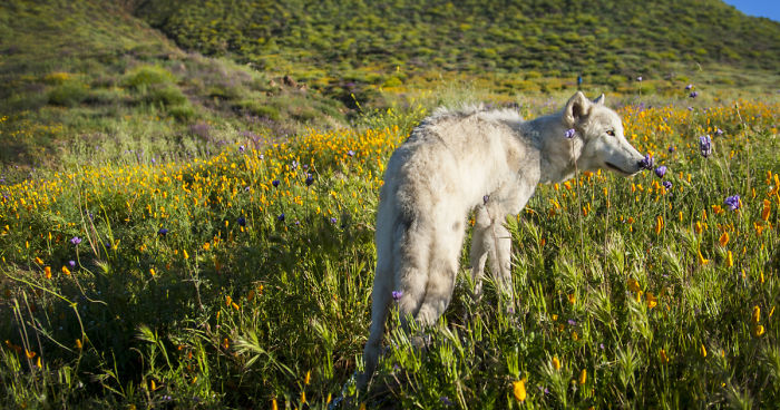 I Take My Dog Everywhere And This Is What He Saw