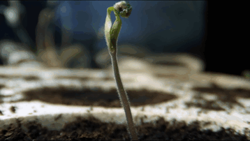 forbidden-places-on-earth-surtsey-island-iceland-7 forbidden-places-on-earth-surtsey-island-iceland-7