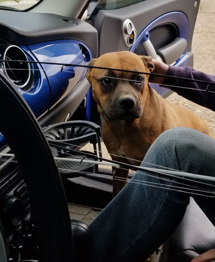 Woman Wants To Adopt A Starved And Terrified Dog, But Her Boyfriend's Response Will Break Your Heart Woman Wants To Adopt A Starved And Terrified Dog, But Her Boyfriend's Response Will Break Your Heart