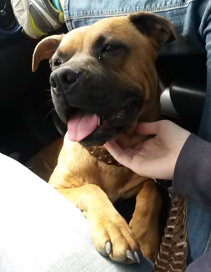 Woman Wants To Adopt A Starved And Terrified Dog, But Her Boyfriend's Response Will Break Your Heart Woman Wants To Adopt A Starved And Terrified Dog, But Her Boyfriend's Response Will Break Your Heart