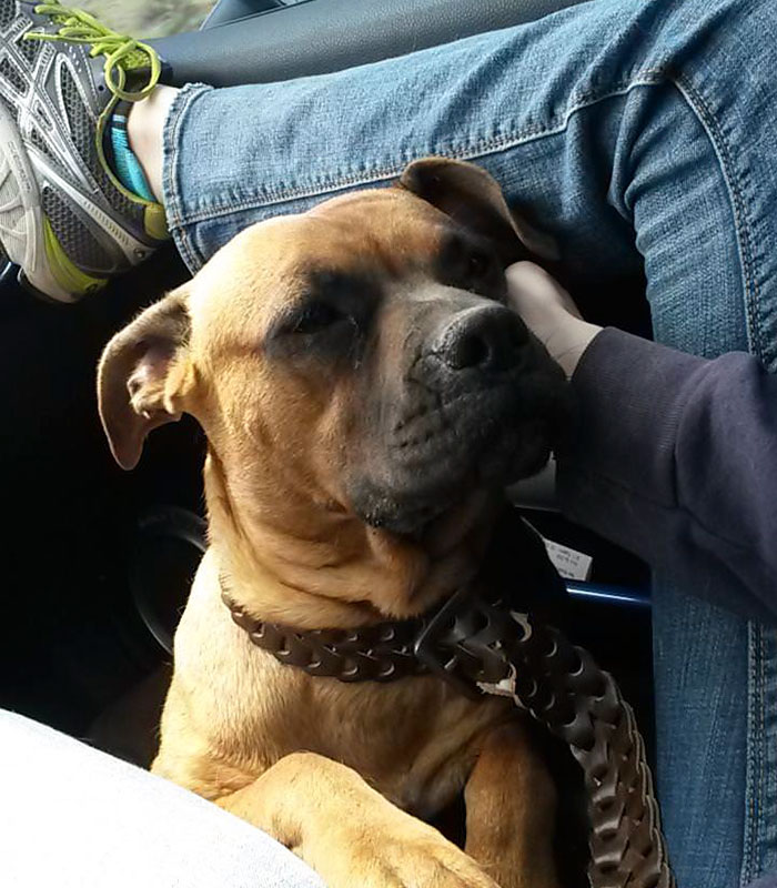 Woman Wants To Adopt A Starved And Terrified Dog, But Her Boyfriend's Response Will Break Your Heart Woman Wants To Adopt A Starved And Terrified Dog, But Her Boyfriend's Response Will Break Your Heart