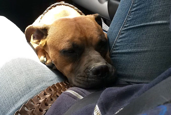 Woman Wants To Adopt A Starved And Terrified Dog, But Her Boyfriend's Response Will Break Your Heart Woman Wants To Adopt A Starved And Terrified Dog, But Her Boyfriend's Response Will Break Your Heart