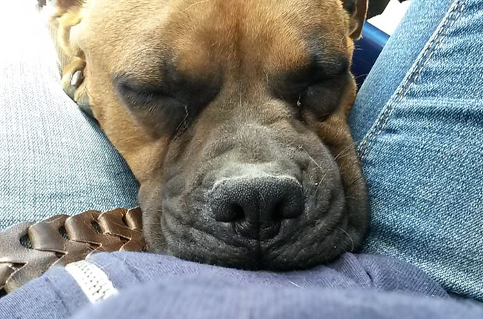 Woman Wants To Adopt A Starved And Terrified Dog, But Her Boyfriend's Response Will Break Your Heart Woman Wants To Adopt A Starved And Terrified Dog, But Her Boyfriend's Response Will Break Your Heart