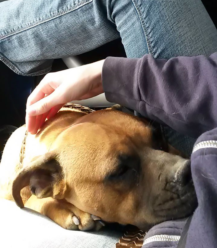 Woman Wants To Adopt A Starved And Terrified Dog, But Her Boyfriend's Response Will Break Your Heart Woman Wants To Adopt A Starved And Terrified Dog, But Her Boyfriend's Response Will Break Your Heart