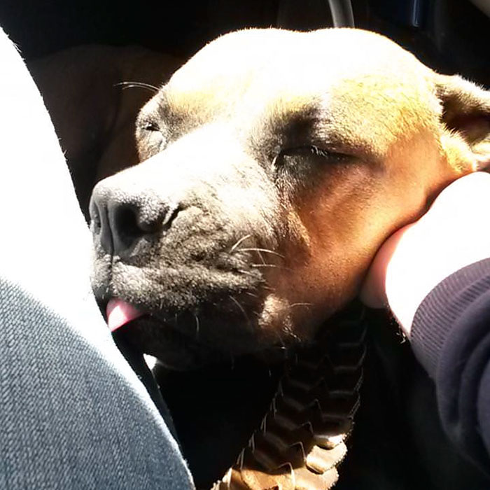 Woman Wants To Adopt A Starved And Terrified Dog, But Her Boyfriend's Response Will Break Your Heart Woman Wants To Adopt A Starved And Terrified Dog, But Her Boyfriend's Response Will Break Your Heart