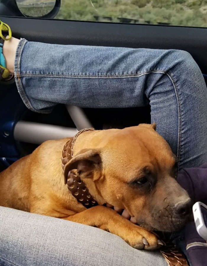 Woman Wants To Adopt A Starved And Terrified Dog, But Her Boyfriend's Response Will Break Your Heart Woman Wants To Adopt A Starved And Terrified Dog, But Her Boyfriend's Response Will Break Your Heart