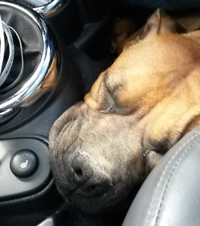 Woman Wants To Adopt A Starved And Terrified Dog, But Her Boyfriend's Response Will Break Your Heart Woman Wants To Adopt A Starved And Terrified Dog, But Her Boyfriend's Response Will Break Your Heart