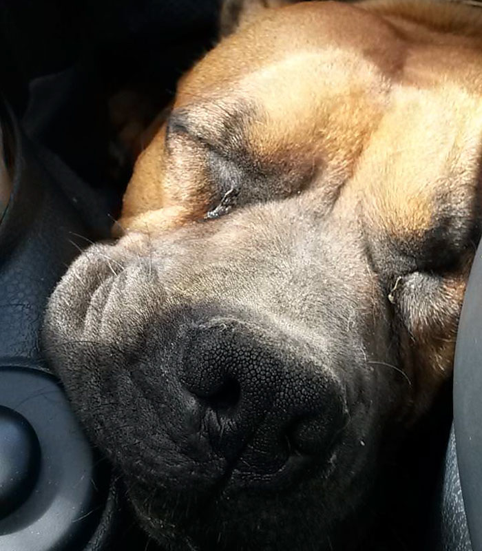 Woman Wants To Adopt A Starved And Terrified Dog, But Her Boyfriend's Response Will Break Your Heart Woman Wants To Adopt A Starved And Terrified Dog, But Her Boyfriend's Response Will Break Your Heart