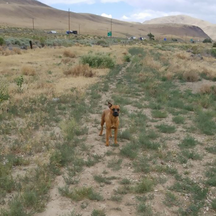 Woman Wants To Adopt A Starved And Terrified Dog, But Her Boyfriend's Response Will Break Your Heart Woman Wants To Adopt A Starved And Terrified Dog, But Her Boyfriend's Response Will Break Your Heart