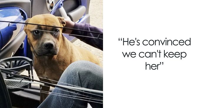 Woman Wants To Adopt A Starved And Terrified Dog, But Her Boyfriend’s Response Will Break Your Heart