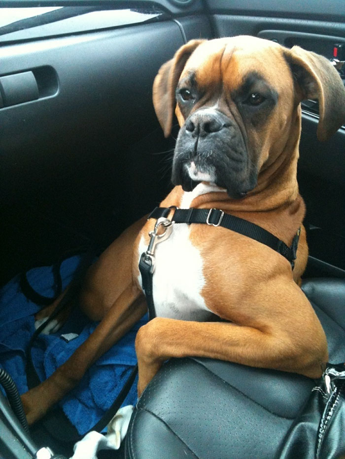 A boxer dog sitting in a car seat looking adorably quirky.