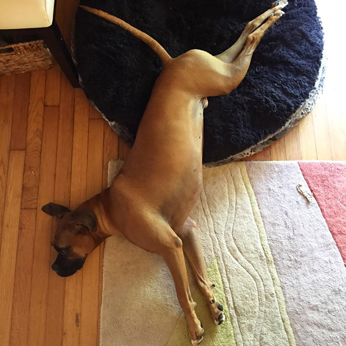 A boxer dog humorously sprawled half on its bed, showcasing its playful and adorable nature.