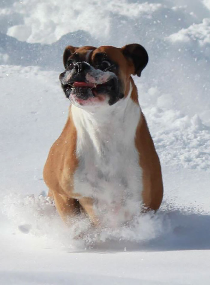 Boxer dog joyfully running through snow, showcasing its playful and adorable nature.