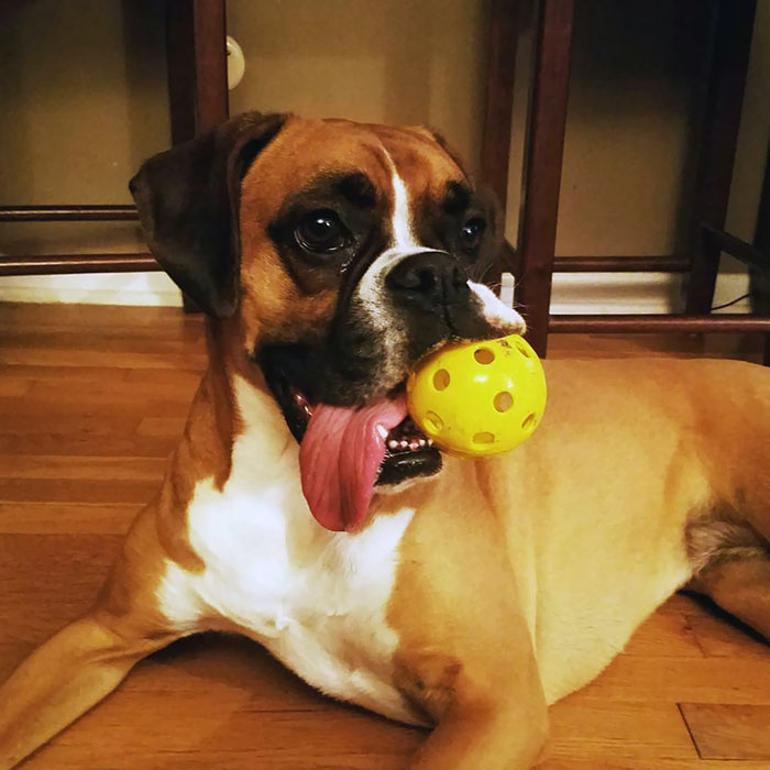 Boxer dog lying on the floor with a yellow ball and tongue out, looking playful and adorable.