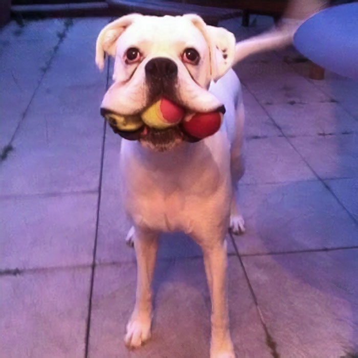 White boxer dog humorously holding multiple balls in its mouth, showcasing its adorable and quirky nature.